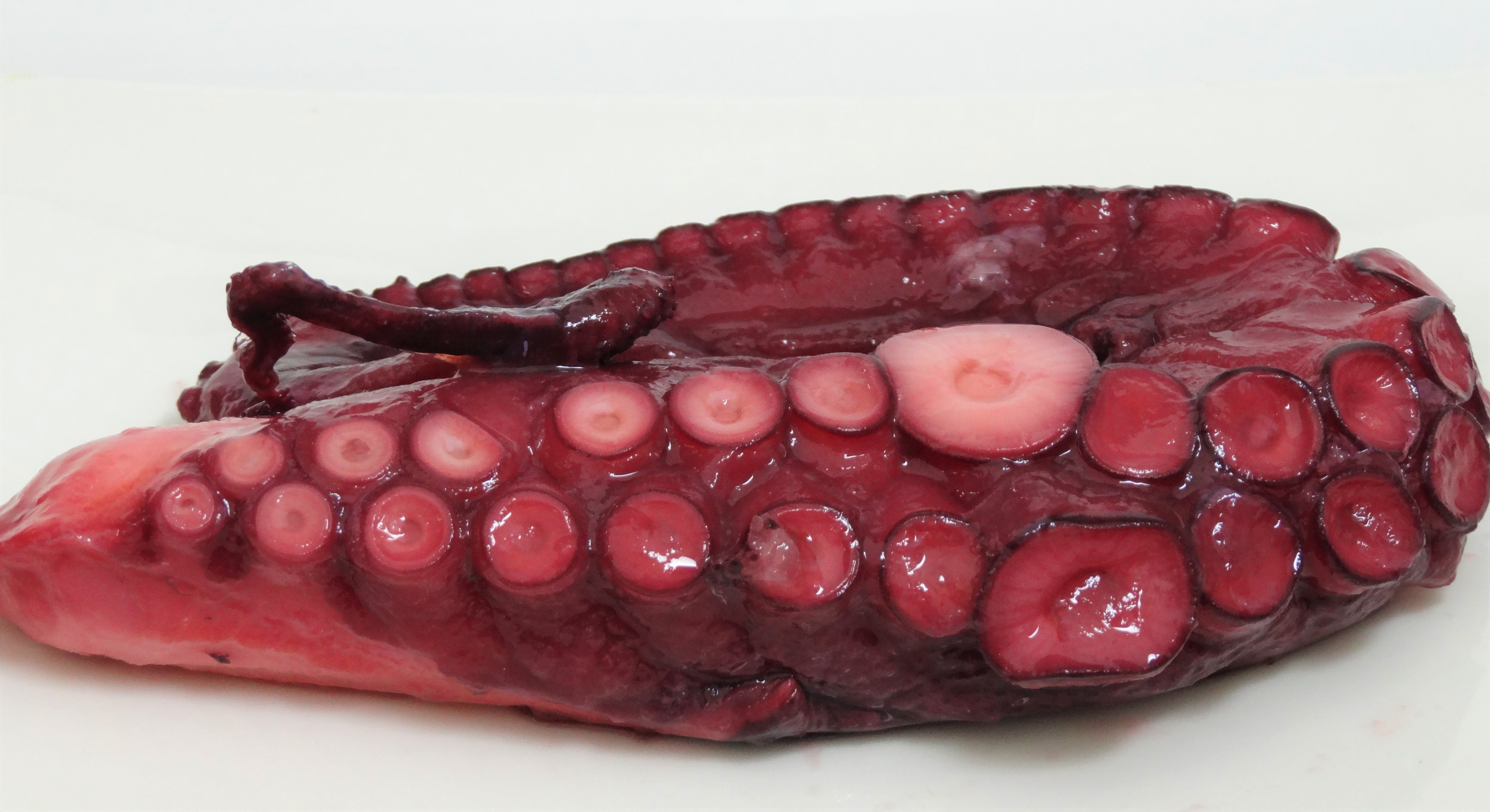 Pata de pulpo entera cocida -250/350 gr. Apro